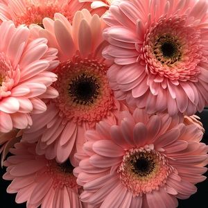 Meet your Posher, Noemi